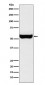 Monoamine Oxidase B Antibody